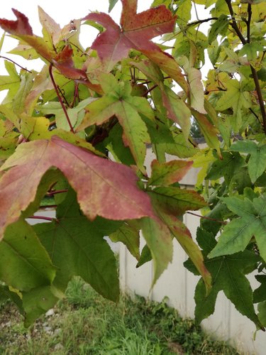 Ambrovník styraxový Gum Ball, Liquidambar styraciflua, na kmienku + 200 cm, kontajner 10l