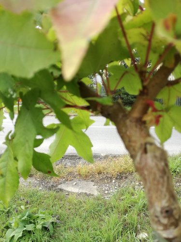 Ambrovník styraxový Gum Ball, Liquidambar styraciflua, na kmienku + 200 cm, kontajner 10l