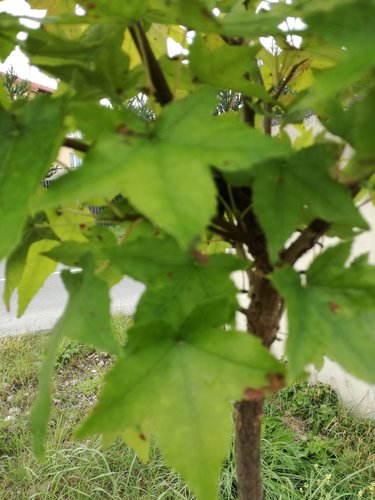 Ambrovník styraxový Gum Ball, Liquidambar styraciflua, na kmienku + 200 cm, kontajner 10l