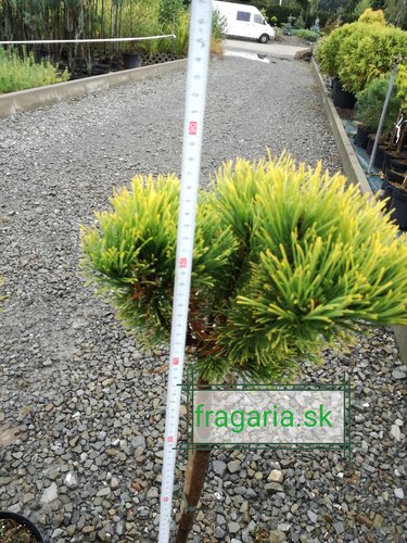 Borovica horská Carlsten´s  (na kmienku), Pinus mugo 80 - 100 cm, kont. 5l