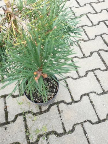 Borovica lesná Hillside creeper ( na kmienku), Pinus sylvestris, 30 - 35 cm, kont. 3l