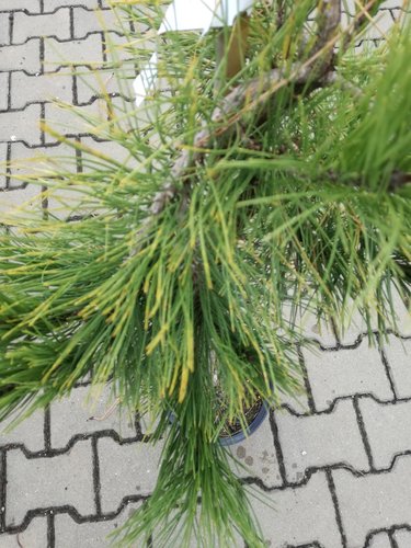 Borovica hustokvetá Pendula, Pinus densiflora, 35 - 50 cm, kont. 5l