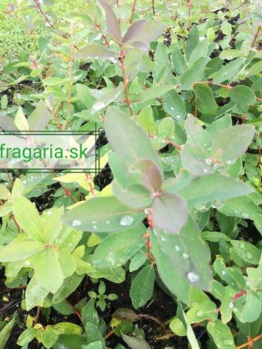 Zemolez kamčatský Wojtek, Lonicera kamtschatica 20 - 30 cm, kont. 0,5l