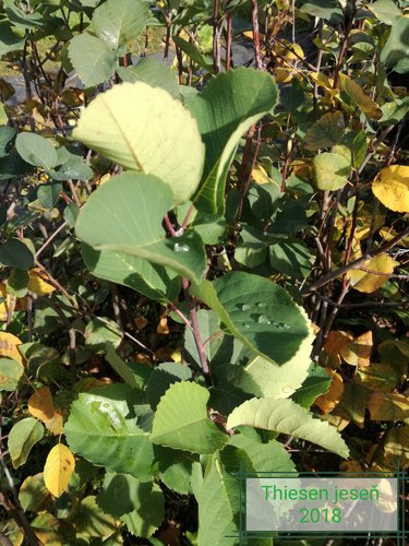 Muchovník jelšolistý Thiessen, Amelanchier alnifolia kont. 0,5 l