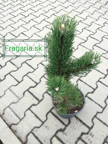 Borovica čierna Oregon Green, Pinus nigra, 40 – 50 cm, kontajner 5l