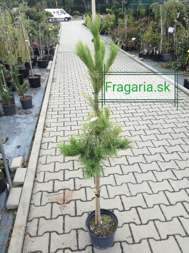 Borovica hustokvetá Pendula, Pinus densiflora, 35 - 50 cm, kont. 5l