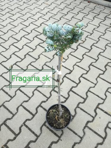 Jedla korejska Kohout’s Ice Breaker Abies koreana , kontajner C3 30-40 cm na kmienku
