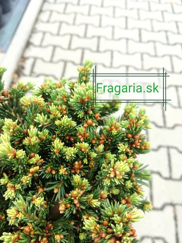 Smrek obyčajný Van Bemmel Dwarf, 35 – 40 cm na kmienku, kontajner 3L