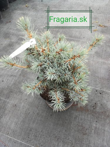 Smrek pichľavý Mecki, Picea pungens 20 - 40 cm, kont. 3l