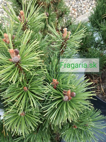 Borovica horská Alpenzwerg, Pinus mugo 50 - 55 cm, kont. 5l