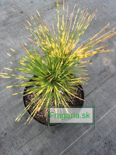 Borovica thunbergová Shirome Janome, Pinus thunbergii, 30 - 35 cm, kont. 5l