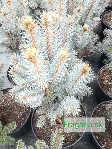 Smrek pichľavý Iseli Fastigiata,	Picea pungens 40 - 55 cm, kont. 5l