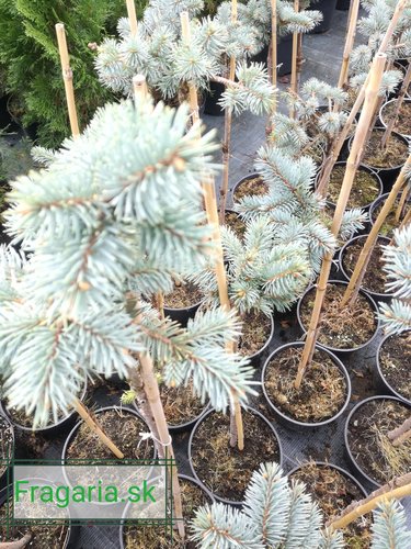 Smrek pichľavý Bialobok na kmienku, Picea pungens 50- 55 cm, kont. 3l