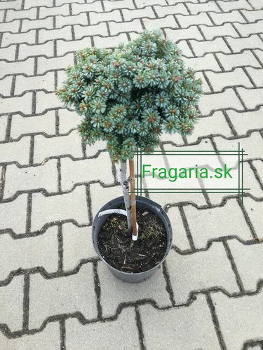 Jedľa kórejska Blauer Eskimo, Abies koreana, kontajner C3 na kmienku 50 – 55 cm