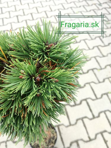 Borovica pyrenejská Grüne Welle na kmienku, Pinus uncinata 30 - 55 cm, kont. 3l
