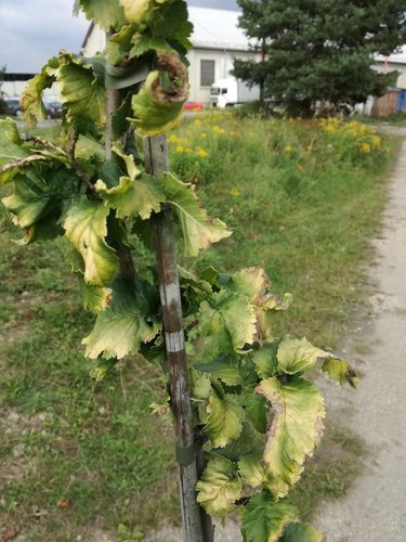 Brest holandský Wredei, Ulmus x Hollandica Wredei. 160 – 180 cm, kontajner 5l