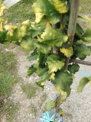 Brest holandský Wredei, Ulmus x Hollandica Wredei. 160 – 180 cm, kontajner 5l