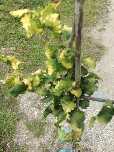Brest holandský Wredei, Ulmus x Hollandica Wredei. 160 – 180 cm, kontajner 5l