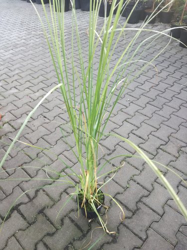 Kortadéria pampová Rosea, Cortaderia selloana, 10 – 100 cm, kontajner 2l