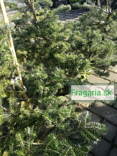 Jedľa kórejská  Brevifolia  Abies koreana 30 - 70 cm. kont. 3l