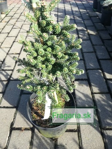 Jedľa kórejská  Brevifolia  Abies koreana 30 - 70 cm. kont. 3l