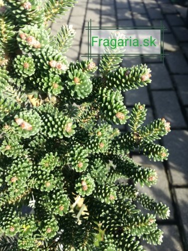 Jedľa kórejská  Brevifolia  Abies koreana 30 - 70 cm. kont. 3l