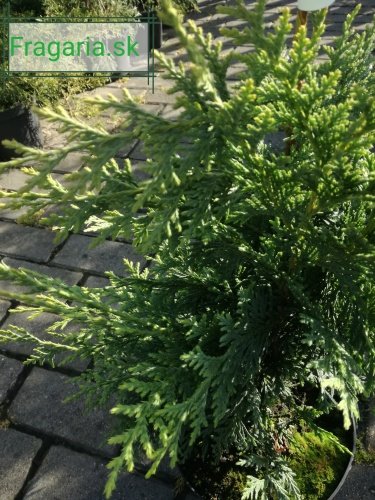 Cypruštek nutkajský Aurea, Chamaecyparis nootkatensis, 40 - 50 cm, kont. 3l