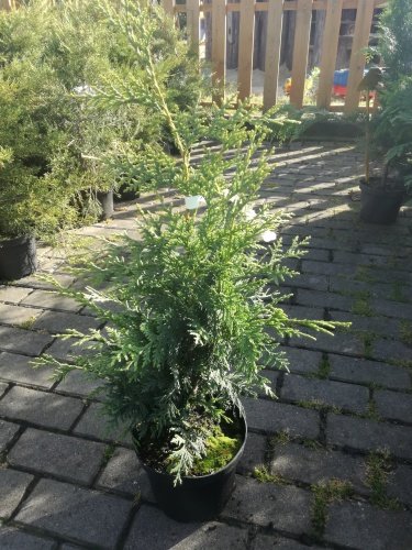 Cypruštek nutkajský Aurea, Chamaecyparis nootkatensis, 40 - 50 cm, kont. 3l