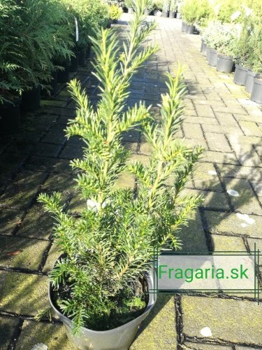 Tis prostredný Groenland, Taxus media 40 - 50 cm, kont. 3l