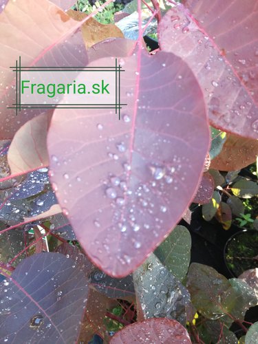 Škumpa vlasatá, Cotinus coggygria, 90 – 100 cm, kontajner 2l