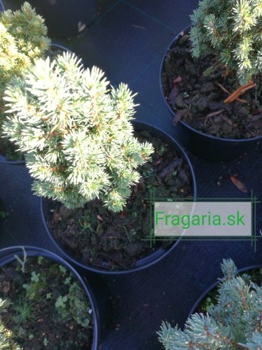 Smrek biely Cupido, Picea Glauca, 10 - 20 cm, kont. 3l