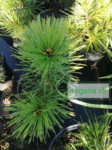 Borovica pancierová, Pinus leucodermis – heldreichii,   + 20 cm, kont. 3l