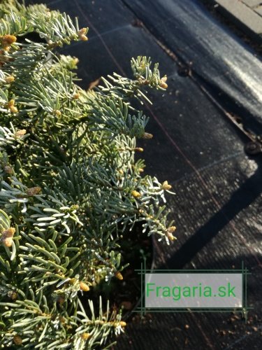 Jedľa srienistá Archer’s Dwarf, Abies concolor 30 - 40 cm, kont. 3l