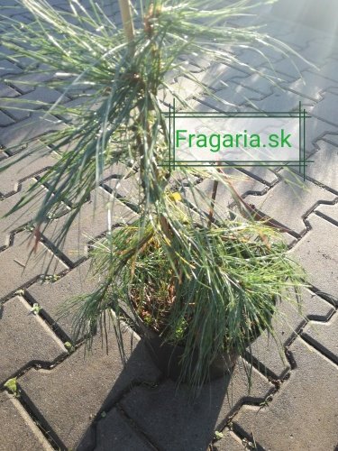 Borovica hladká Angel Falls, Pinus strobus, kontajner C5, výška  + 50cm