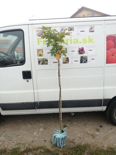 Dub močiarný Green Dwarf, Quercus palustris 120 - 170 cm, kont. 7I