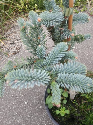 Jedľa ušlachtilá-modrá Glauca,  Abies procera 30 - 40 cm, kont. 3l