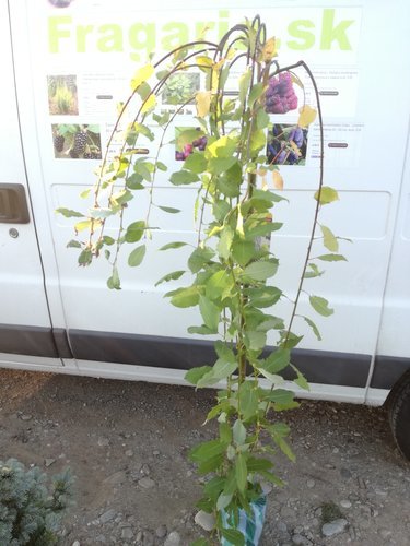 Vŕba rakytová Kilmanrock – previsnutá forma, Salix carpea  120 – 160 cm, kontajner 5l