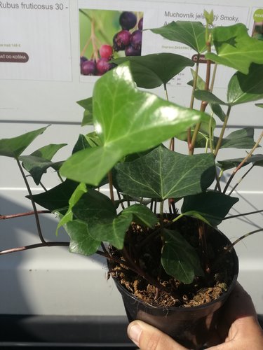 Brečtan popínavý- previsajúcici (rôzne odrody), Hedera helix 20 cm, kont. 0,5l