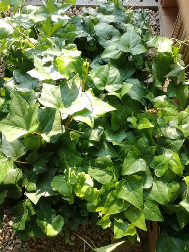 Brečtan popínavý- previsajúcici (rôzne odrody), Hedera helix 20 cm, kont. 0,5l