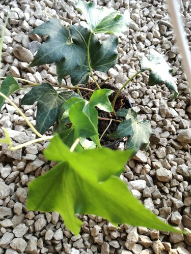 Brečtan popínavý- previsajúcici (rôzne odrody), Hedera helix 20 cm, kont. 0,5l