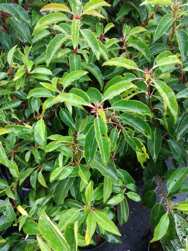 Vavrínovec lekársky Angustifolia, Prunus laurocerasus, 15 – 20 cm, kontajner 2l