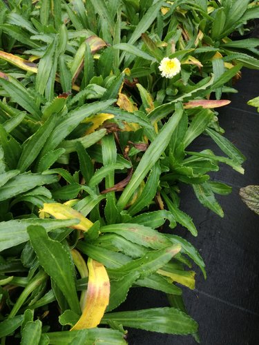 Margarétka Goldinch, Leucanthemum,  kontajner 2l, výška 25 -30 cm