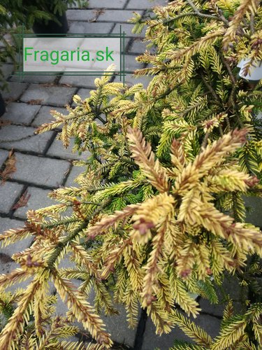 Smrek východný Skylands, Picea orientalis 40 - 45 cm, kont. 3l