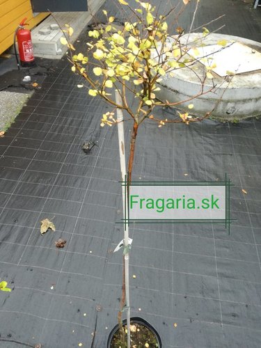 Breza previsnutá Aurea nana, Betula pendula, 80 - 100 cm, kont. 5I