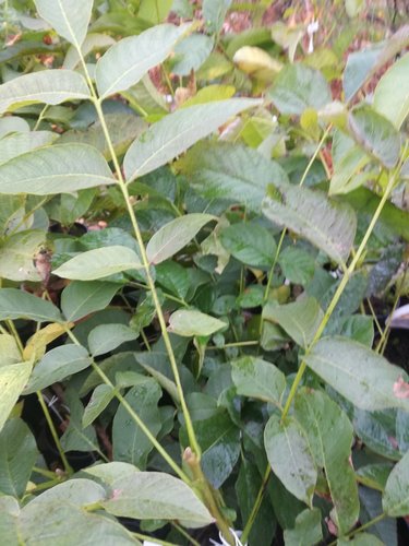 Jahodovec obyčajný, Arbutus unedo, 50 – 60 cm, kontajner 3l