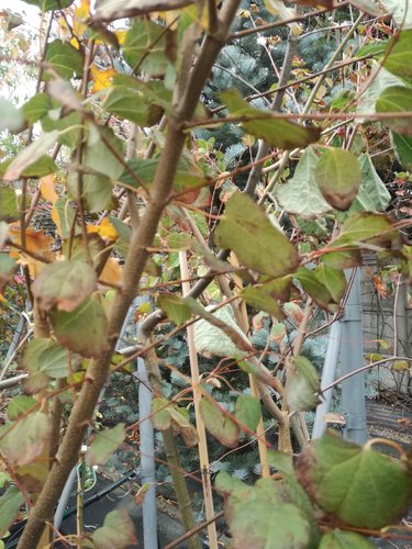 Cercidovník japonský Glowball, Cercidiphyllum japonicum, na kmeni 130 – 190 cm, kontajner 5 l