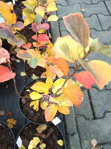 Fotergila veľká, Fothergilla major, 30 – 40 cm, kontajner 3l