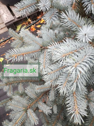 Smrek pichľavý SBS ( super modrá sadenica), Picea pungens 15 - 30 cm, kont. 2l