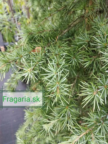 Céder Himalajský Golden Cascade, Cedrus deodara, +120 cm, kontajner 3l