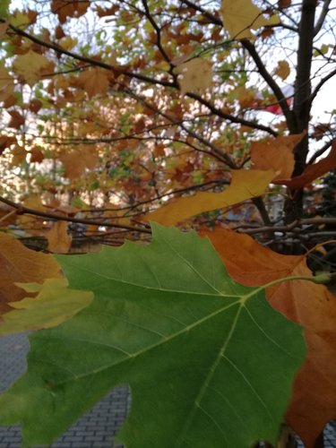 Platan javorolistý, Platanus × acerifolia, 130 – 180 cm, kontajner 5l